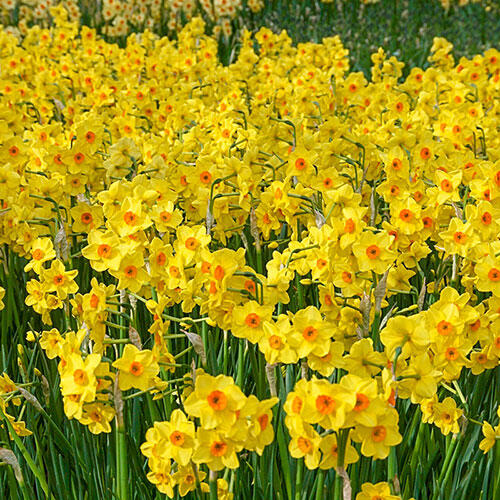 Golden Dawn Daffodil