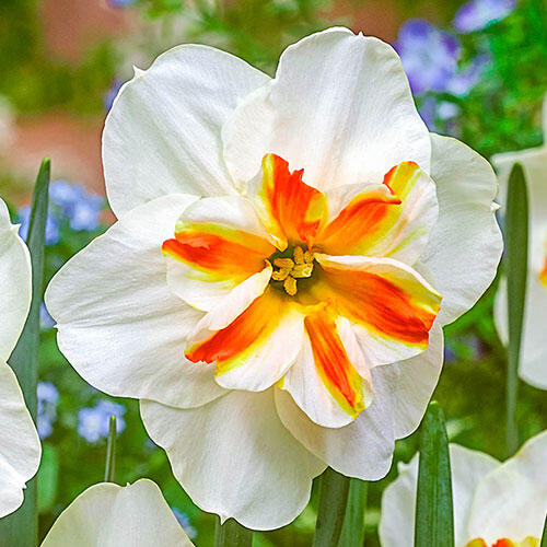 Sorbet Daffodil
