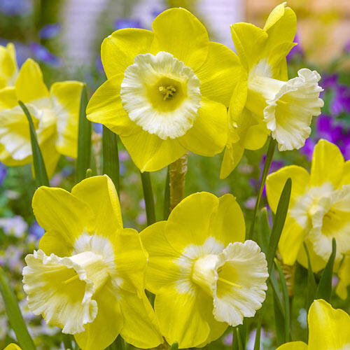 Intrigue Daffodil