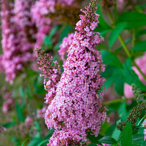 Monarch Glass Slippers Butterfly Bush (Buddleia 'Glass Slippers