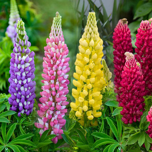 Mini Gallery™ Lupine Collection