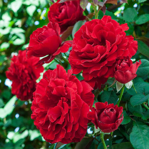 Lady in Red Climbing Rose