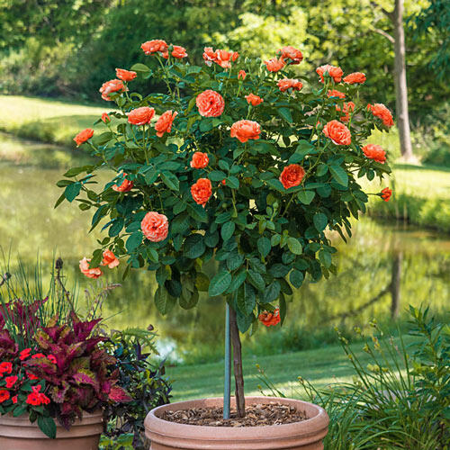 Easy Does It® 36" Patio Tree Rose
