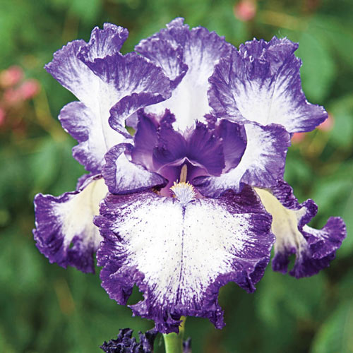 Hemstitched Reblooming Bearded Iris