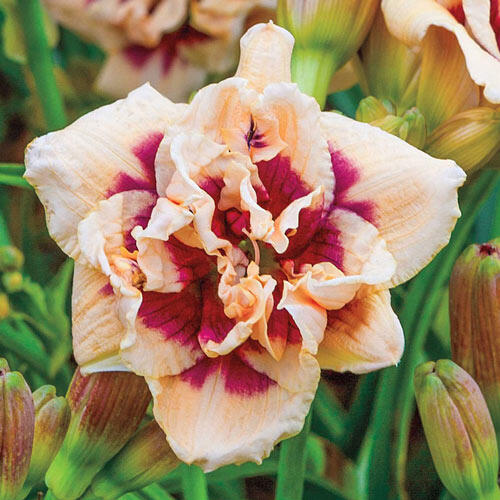 Roswitha Reblooming Daylily