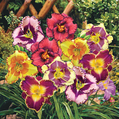 Fancy Face Reblooming Daylily Mixture