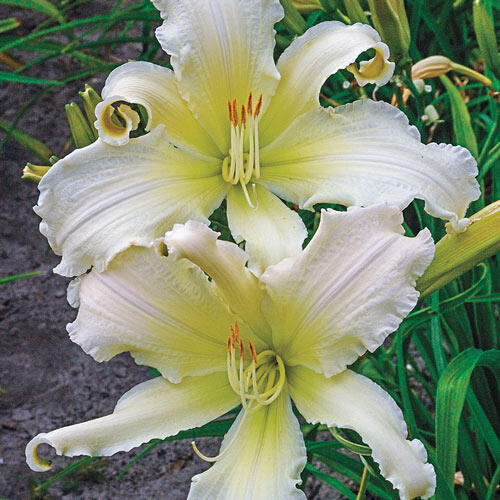 Heavenly Angel Ice Reblooming Daylily