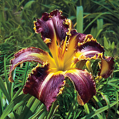 Eight Miles High Reblooming Daylily