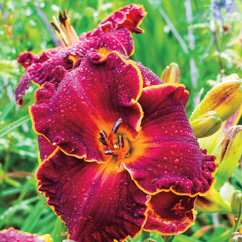 Naughty Red Reblooming Daylily
