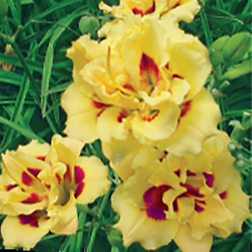 Little Miss Manners Reblooming Daylily