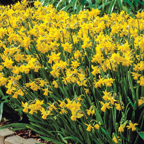 Tête-à-Tête Daffodils