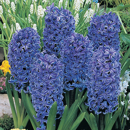Blue Jacket Fragrant Giant Hyacinth