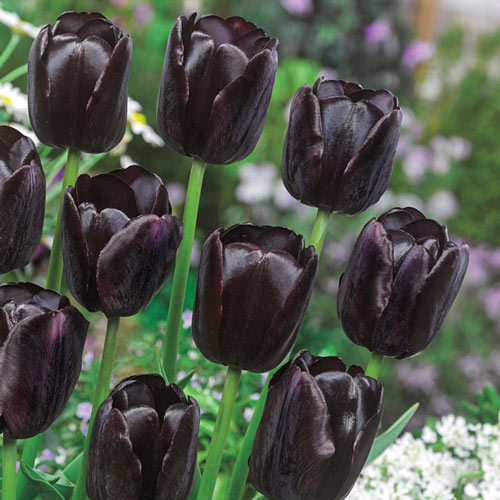 Where to Buy Black Tulips 