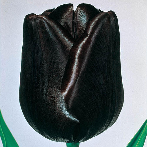 Queen of Night Tulip - Black Tulip