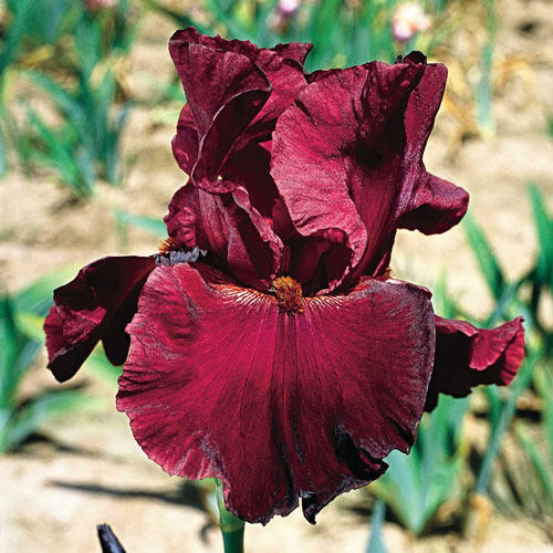 Red Masterpiece Bearded Iris