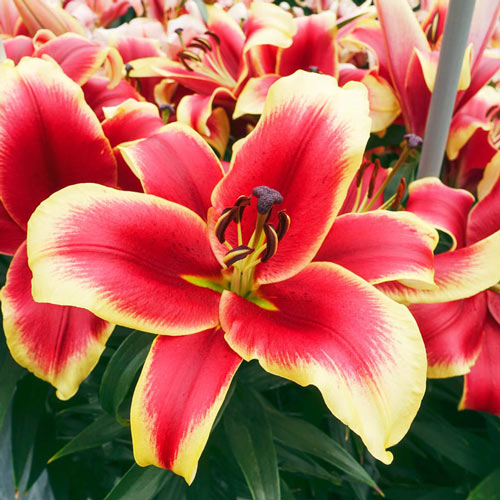 African Lady Lily Tree®