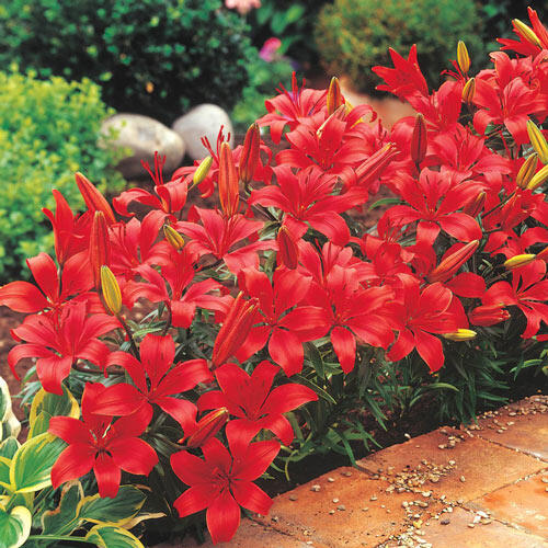 Red Carpet Border Lilies™