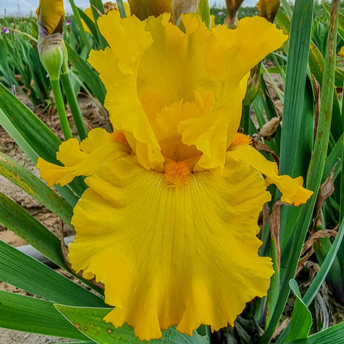 Pure as Gold Reblooming Bearded Iris