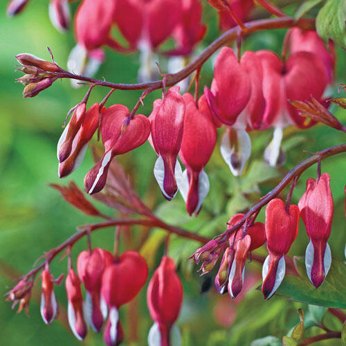 Red Old-Fashioned Bleeding Heart