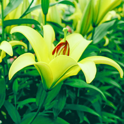 Yelloween Candelabra Lily