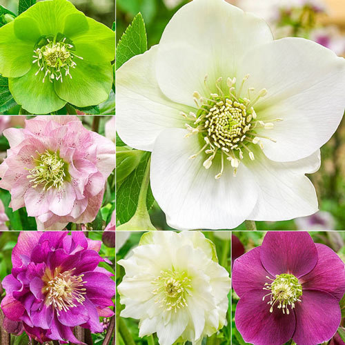 Big Six WOW!® Hellebore Collection