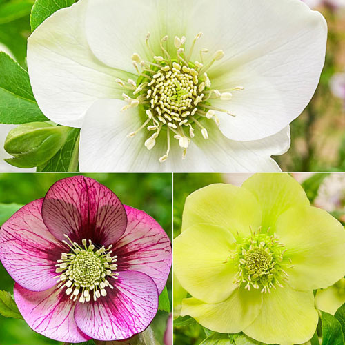 Pastel Perfection Wow!® Hellebore Collection