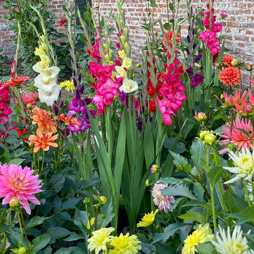 Glamini Gladiolus Flower 120 stems