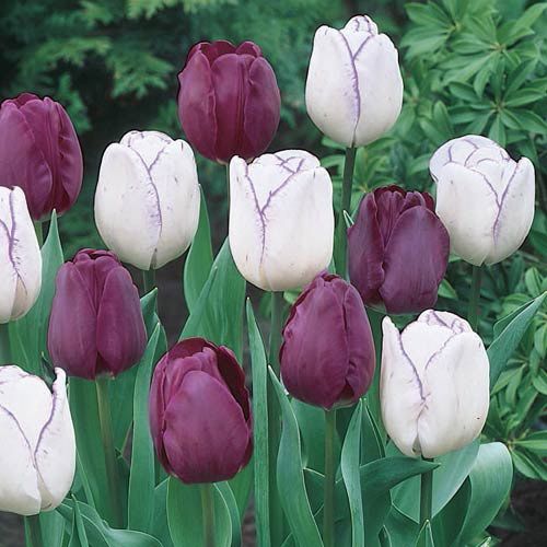 Purple Majesty Tulip Duet™