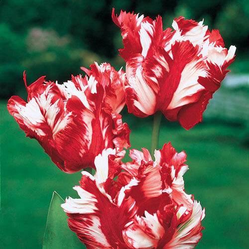 Estella Rijnveld Tulip