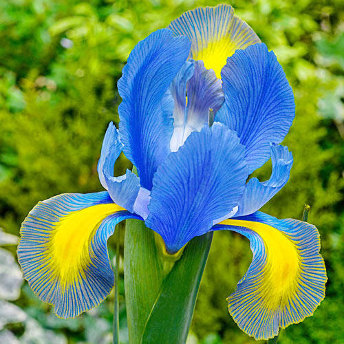 Mystic Beauty Dutch Iris