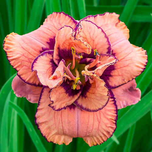 Tropical Island Reblooming  Daylily