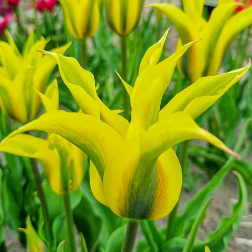 Formosa Tulip