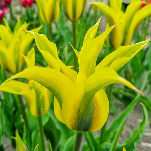 Green tulip flowers.