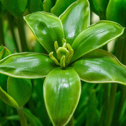 closeup of open evergreen tulip flower.