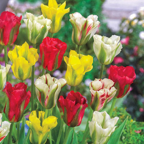 Viridiflora Tulip Mixture