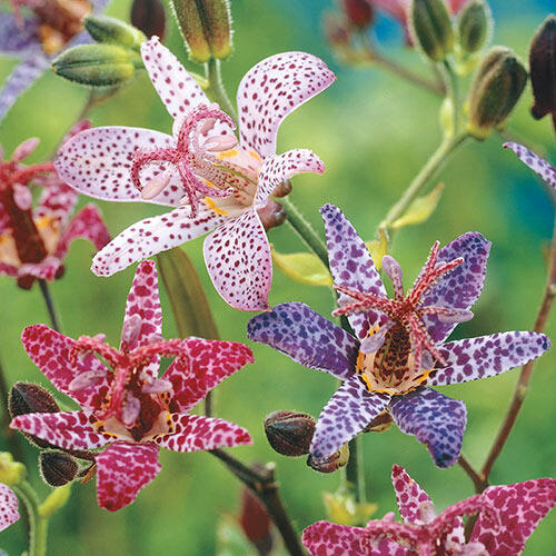 Toad Lily Mixture