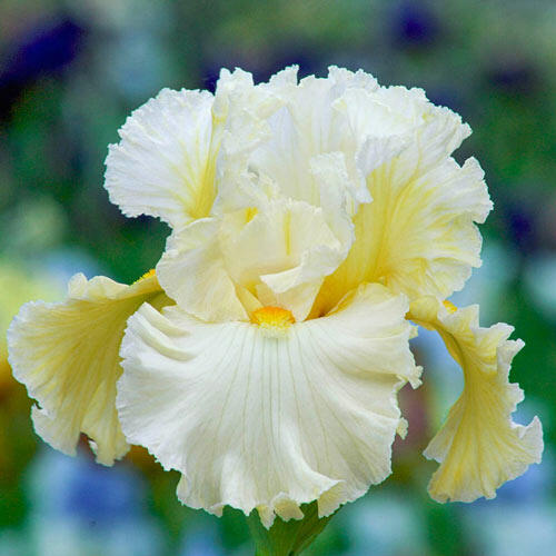 Cloud Dweller Bearded Iris