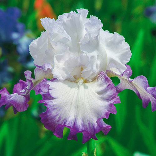 Center Ice Bearded Iris