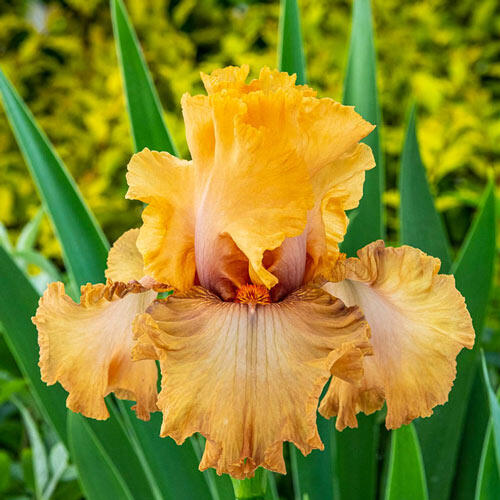 Rubenesque Bearded Iris