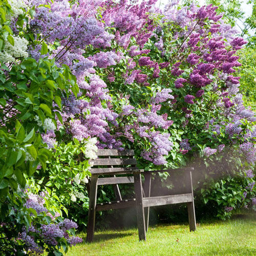 Old-Fashioned Lilac Jumbo Hedge