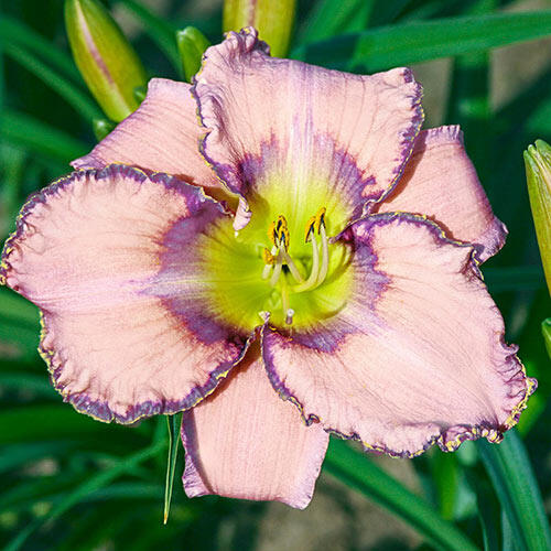 Create Your Dream Daylily