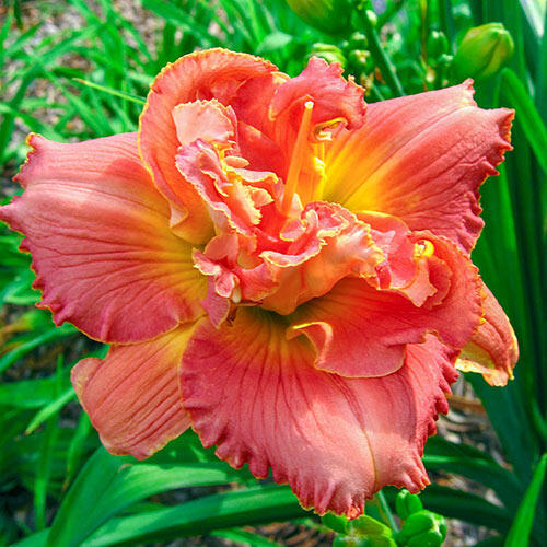 Vision of Love Daylily