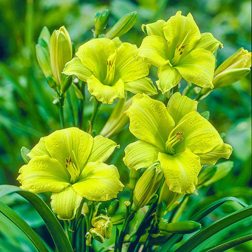 Green Flutter Reblooming Daylily