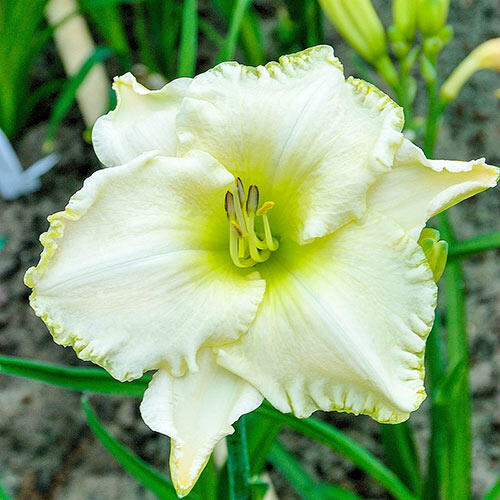 Spacecoast White Out Reblooming Daylily