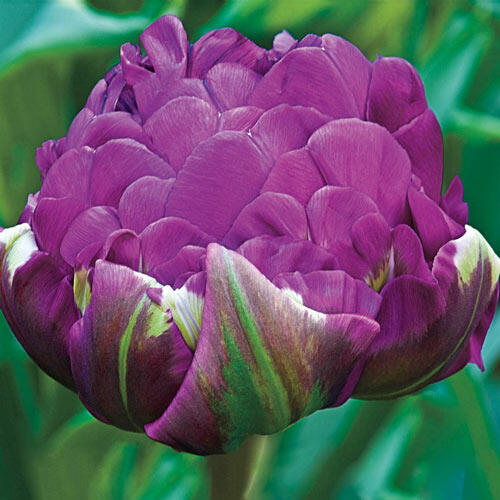 Negrita Double Tulip