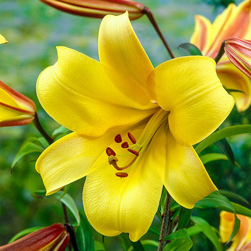 Yellow Planet Trumpet Lily