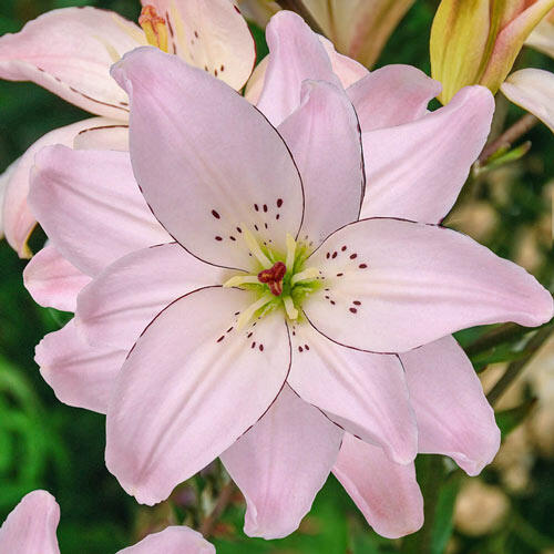 Spring Pink Double Asiatic Lily