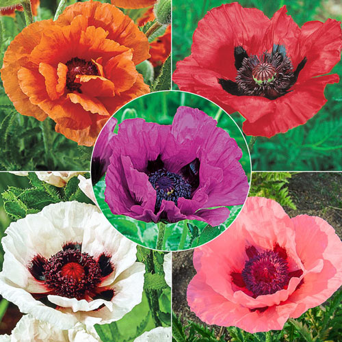 Breck's® Colourful Oriental Poppy Collection