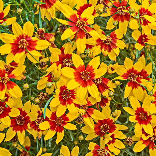 Curry Up Coreopsis