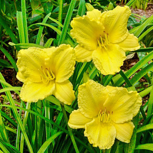 Big Time Happy Reblooming Daylily